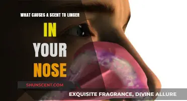 Why Certain Scents Linger in Your Nose: The Science Explained