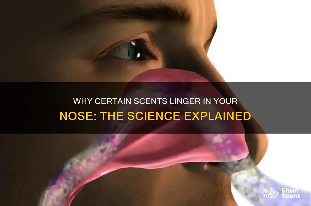 what causes a scent to linger in your nose