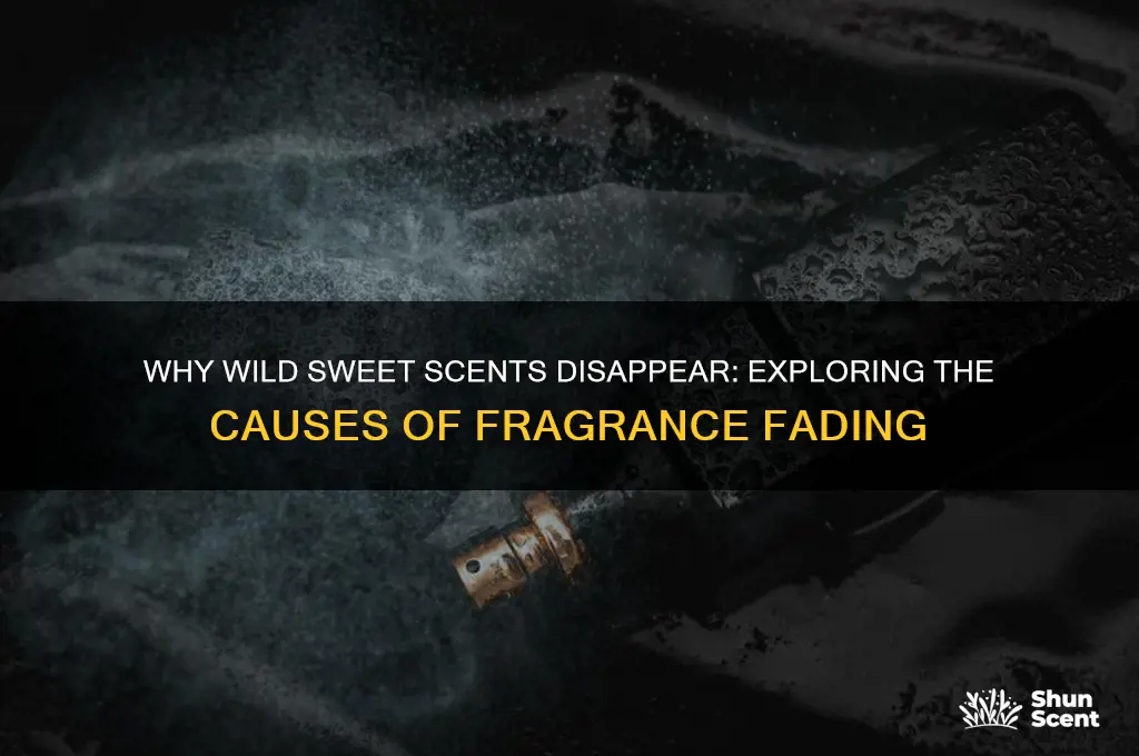 what causes a wild sweet scent to fade