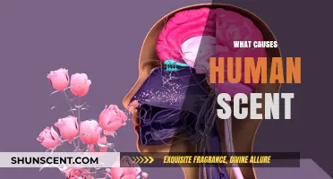Unveiling the Science Behind What Causes Human Scent