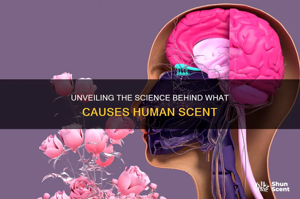 what causes human scent