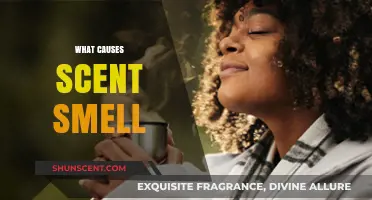 Unraveling the Science Behind What Causes Scent Smell