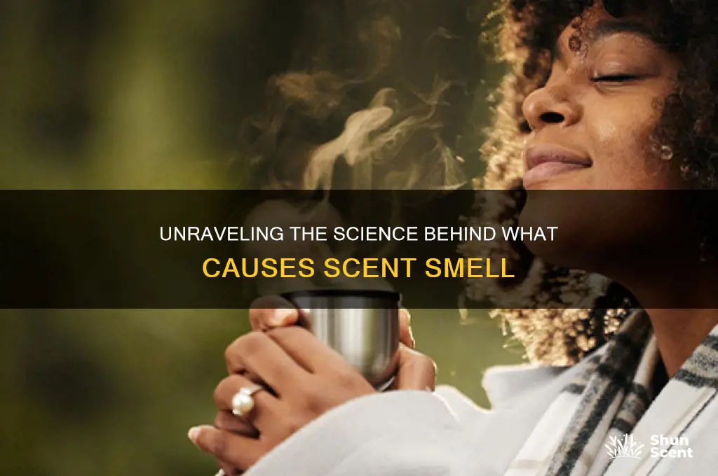 what causes scent smell