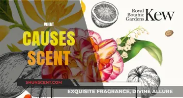 Unveiling the Science Behind Scents: Origins and Factors Explained