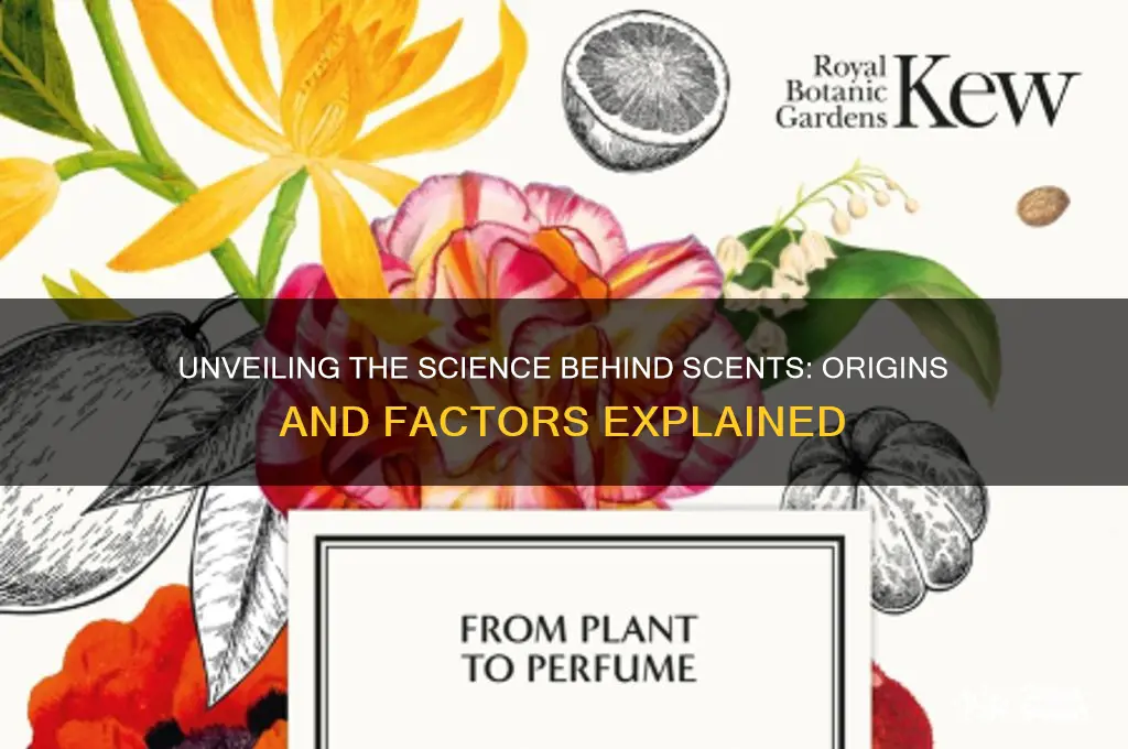what causes scent