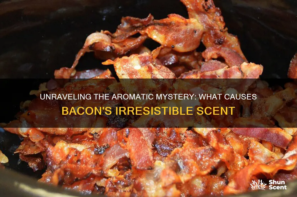 what causes the scent in bacon