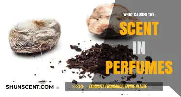 Unveiling the Aromatic Secrets: What Causes the Scent in Perfumes