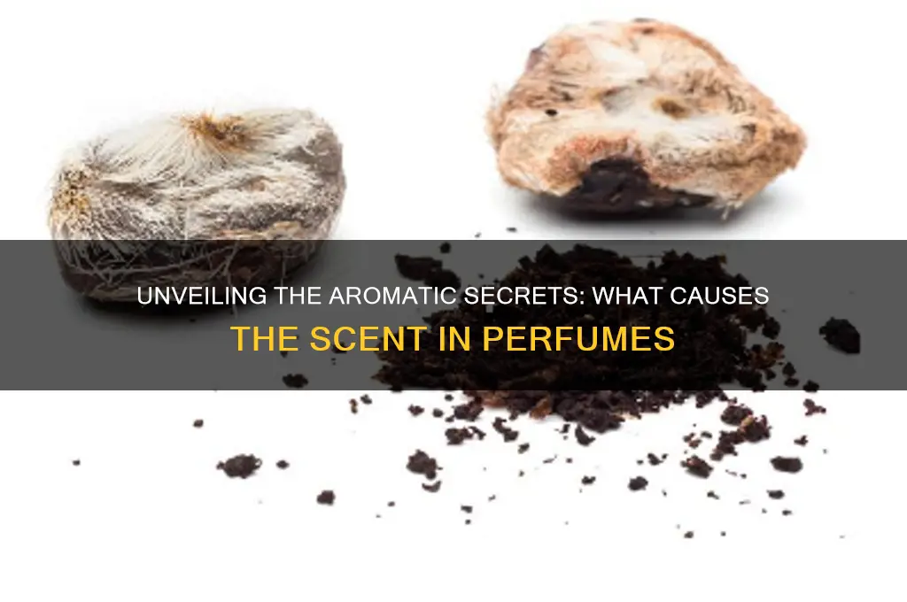 what causes the scent in perfumes