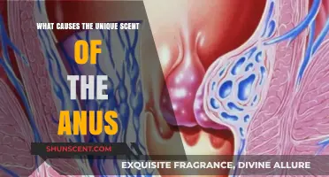 Unveiling the Science Behind the Anus's Distinctive Odor