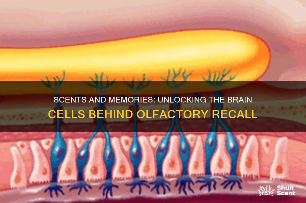 what cell gets trigger for memories by scents