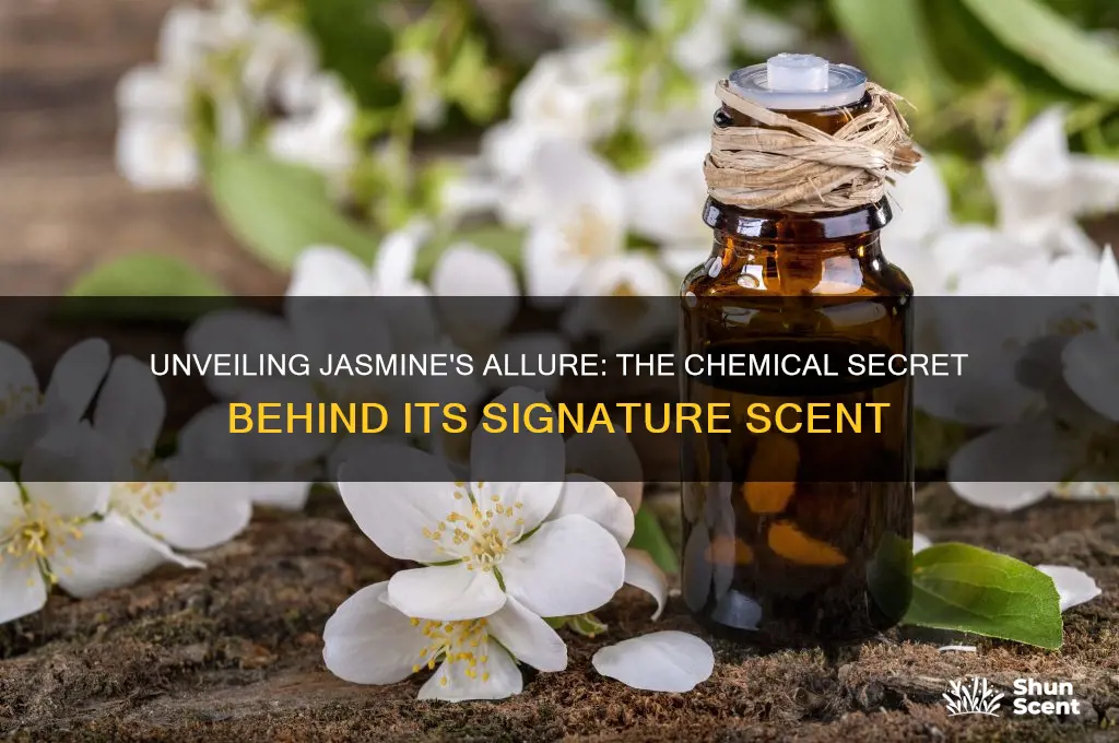 what chemcial makes the scent of jasmine