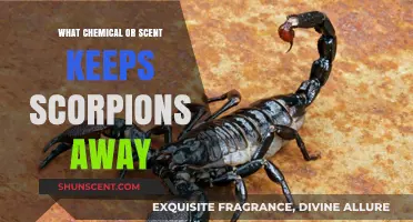 Effective Natural Repellents: Scents and Chemicals to Keep Scorpions Away