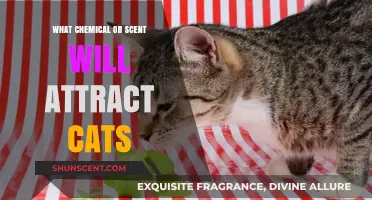 Purr-fect Scents: Unlocking the Chemical Secrets to Attracting Cats