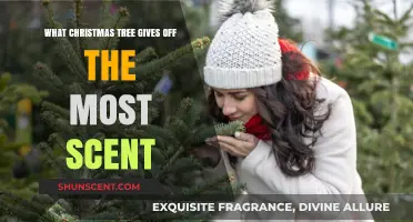 Top Fragrant Christmas Trees: Which Species Fills Your Home with Scent?