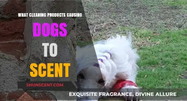 Uncovering Cleaning Products That Confuse Your Dog's Sensitive Scent Detection