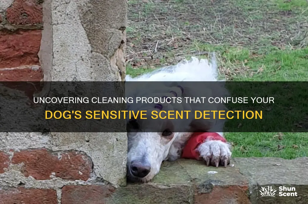 what cleaning products causing dogs to scent