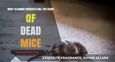 Eliminate Dead Mouse Odor: Best Cleaning Products to Use
