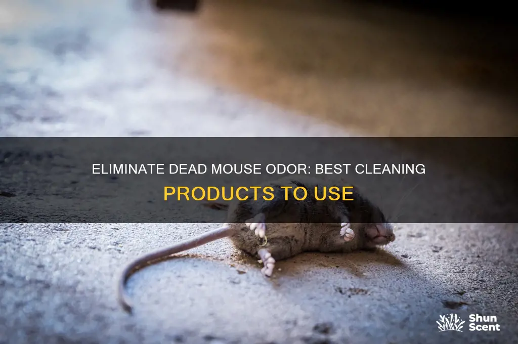 what cleaning products kill the scent of dead mice