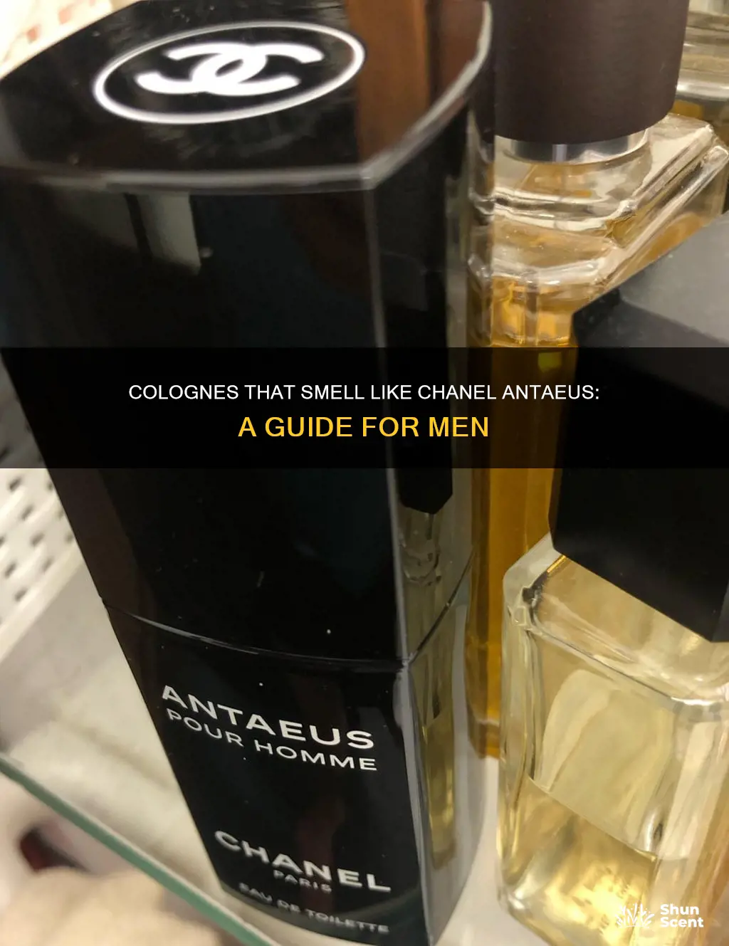 what cologne smells like chanel anteus