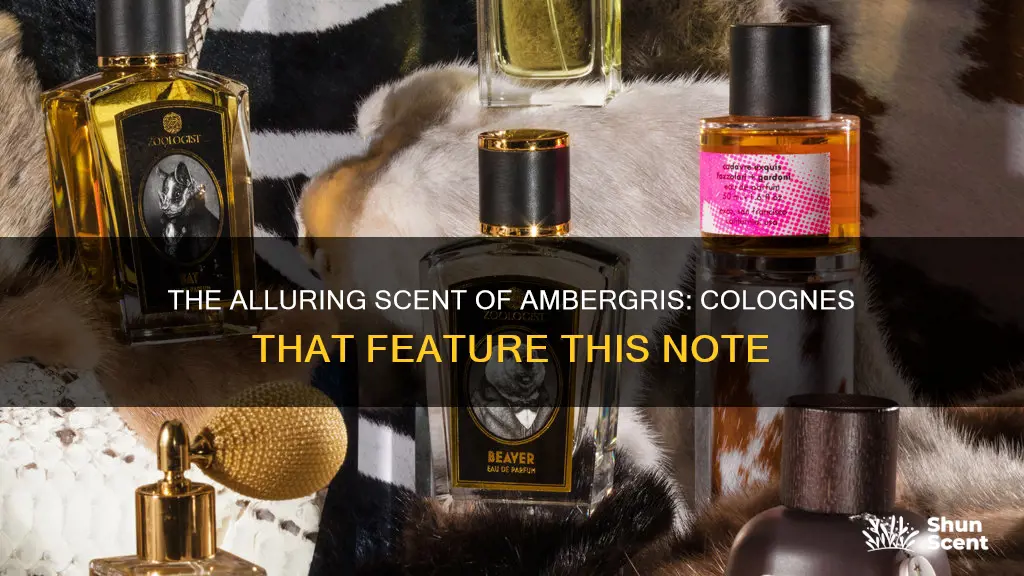 what colognes have ambergris