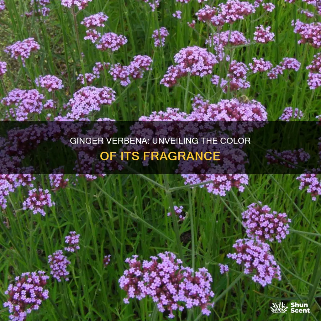 what color is ginger verbena fragrance