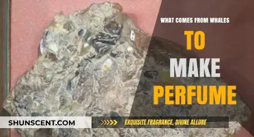 Whale Secrets: The Scent of Ambergris