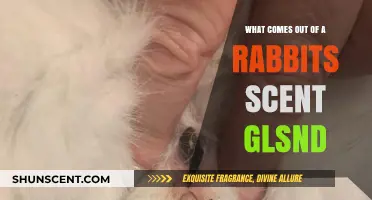 Unveiling the Secrets: What Rabbits Release from Their Scent Glands