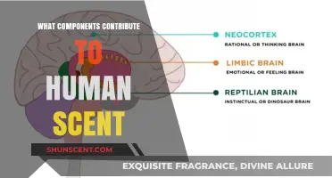 Unraveling the Complex Components That Shape Unique Human Scent