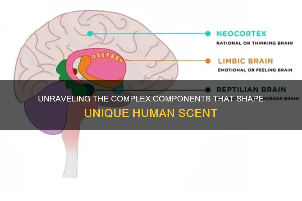 what components contribute to human scent