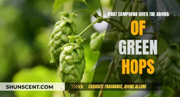 The Chemistry of Green Hops: Unlocking the Secret Aroma