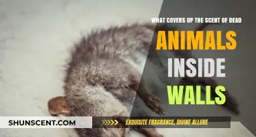 Eliminating Dead Animal Odors: Effective Solutions for Wall-Concealed Scents
