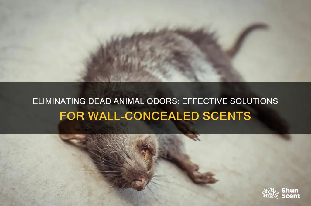 what covers up the scent of dead animals inside walls