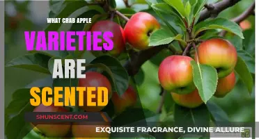 Fragrant Crab Apple Varieties: Discover the Most Scented Cultivars