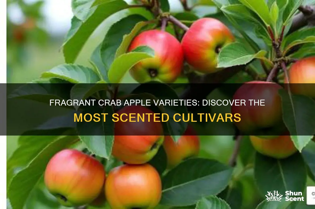 what crab apple varieties are scented