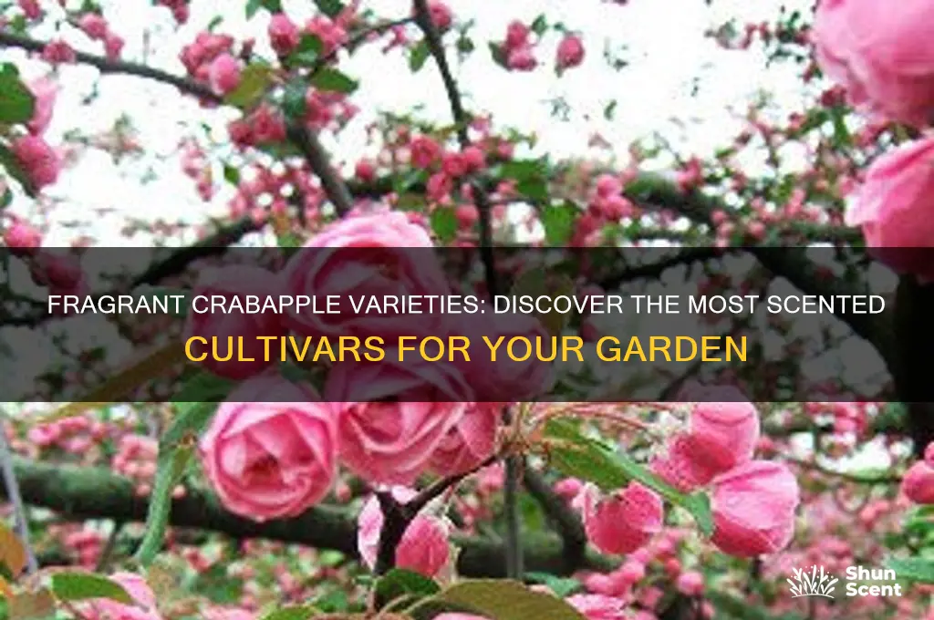 what crabapple varieties are scented