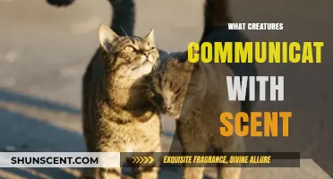 Scent-Based Communication: How Animals Use Smell to Convey Messages