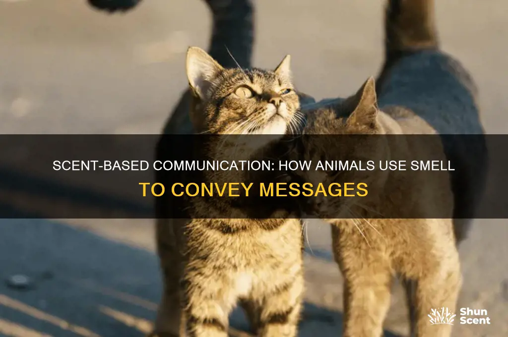 what creatures communicate with scent