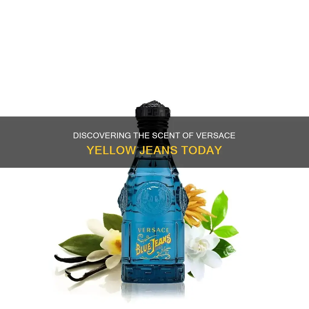 what current perfume smells like versace yellow jeans