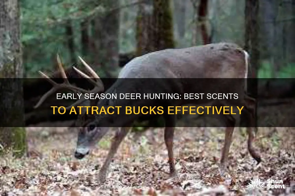 what deer scent for early season