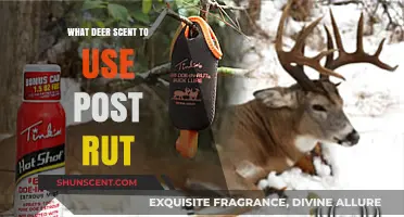 Post-Rut Deer Hunting: Best Scents to Attract Bucks Effectively