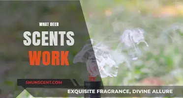 Effective Deer Scents: Unlocking the Best Attractants for Hunting Success