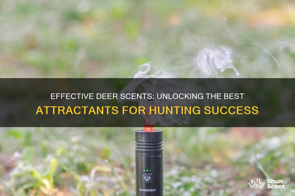 what deer scents work