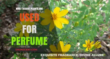 Fragrant Desert Flora: Plants Used in Perfumery from Arid Lands