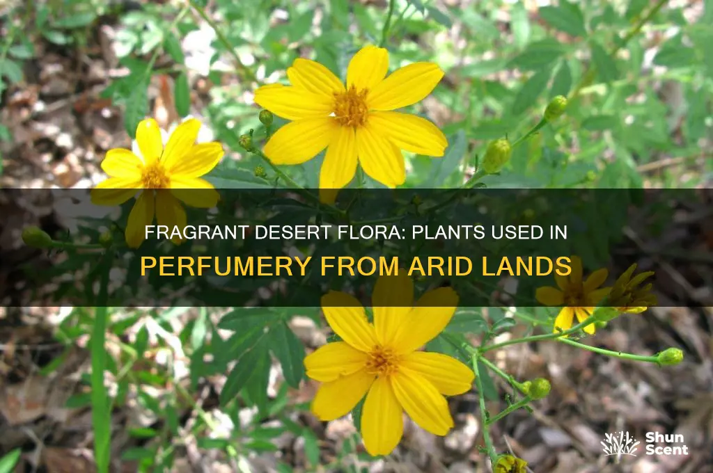 what desert plants are used for perfume