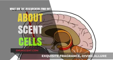 Scent Cells Unveiled: Groundbreaking Research Findings and Implications
