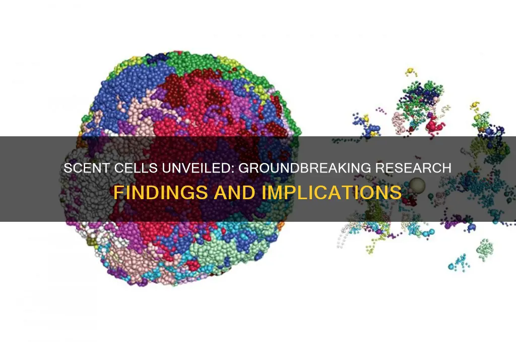 what did the researchers find out about scent cells