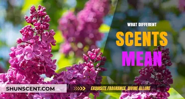 Decoding Scents: Unveiling the Hidden Meanings Behind Different Aromas