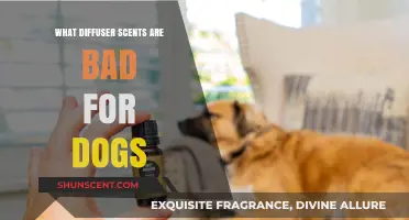 Diffuser Scents to Avoid: Protecting Your Dog's Health and Safety