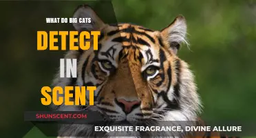 Unveiling the Secrets: How Big Cats Decode Scents in the Wild