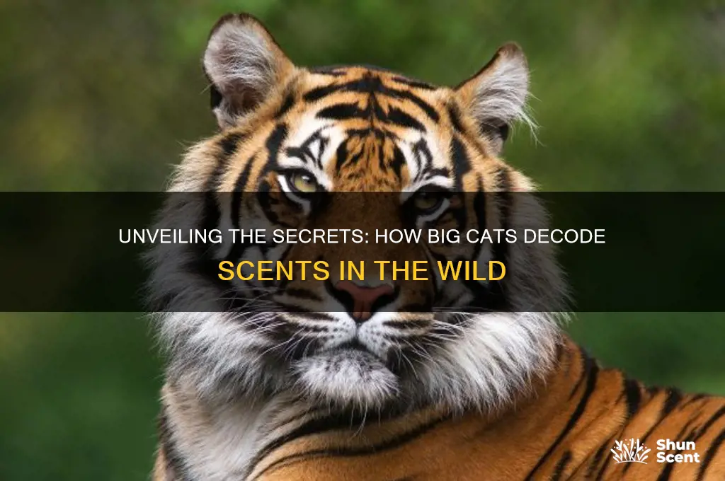 what do big cats detect in scent